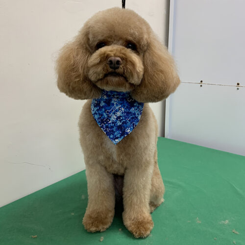 Pawfect Spa Dog Salon