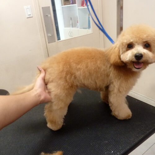 Pawfect Spa Dog Salon