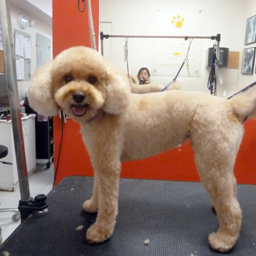 Pawfect Spa Dog Salon
