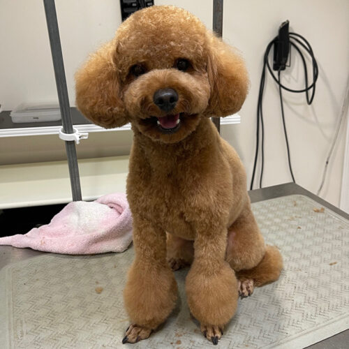 Pawfect Spa Dog Salon