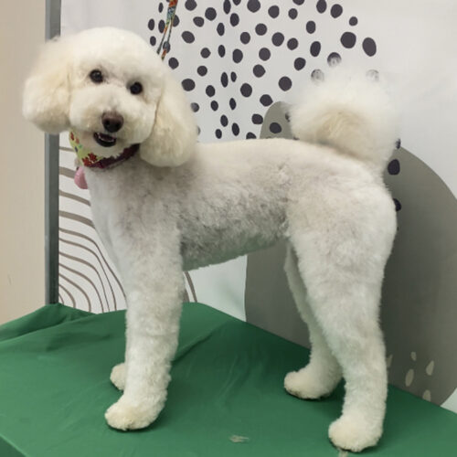 Pawfect Spa Dog Salon