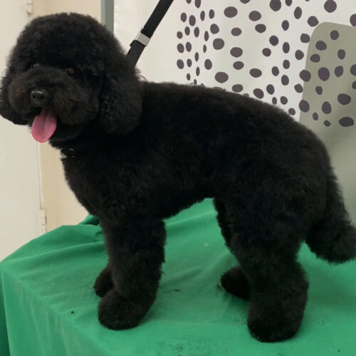 Pawfect Spa Dog Salon