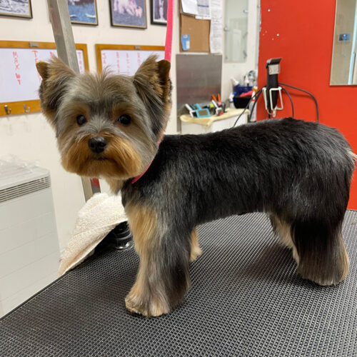 Pawfect Spa Dog Salon