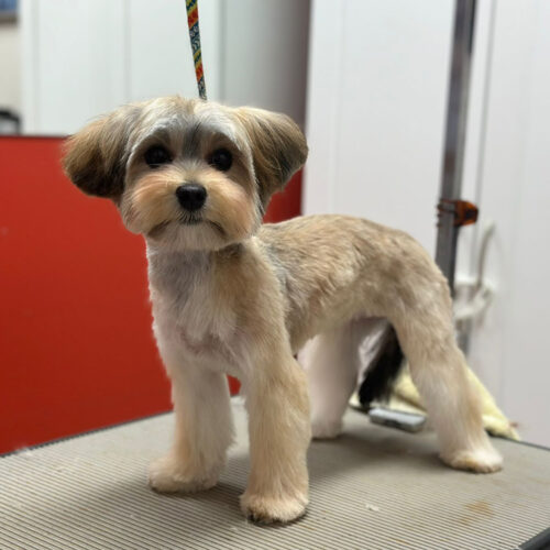 Pawfect Spa Dog Salon
