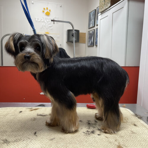Pawfect Spa Dog Salon