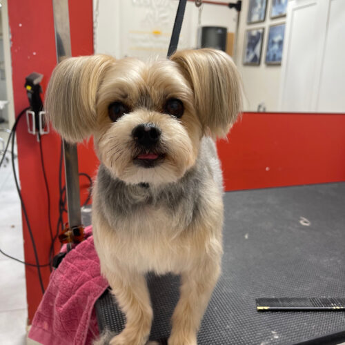 Pawfect Spa Dog Salon