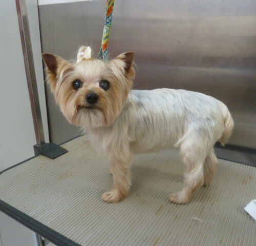 Pawfect Spa Dog Salon