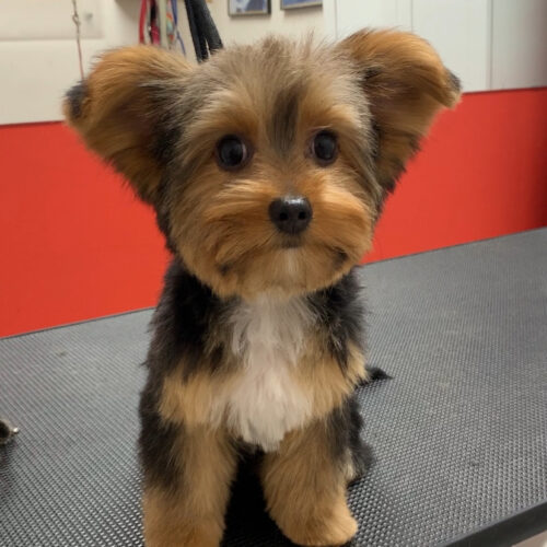 Pawfect Spa Dog Salon