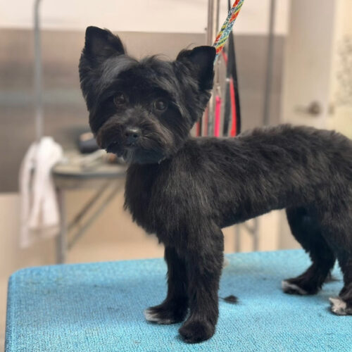 Pawfect Spa Dog Salon
