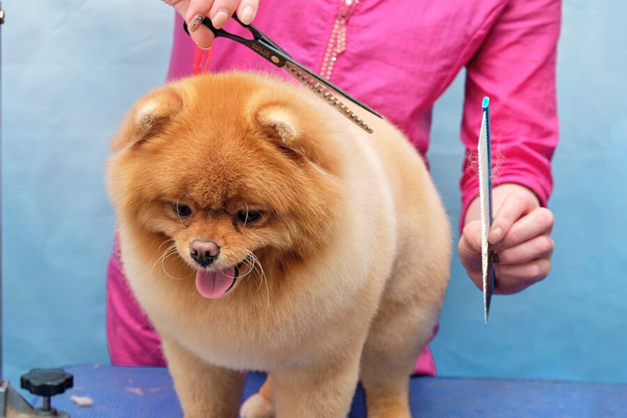 Hand scissoring for Pomeranians