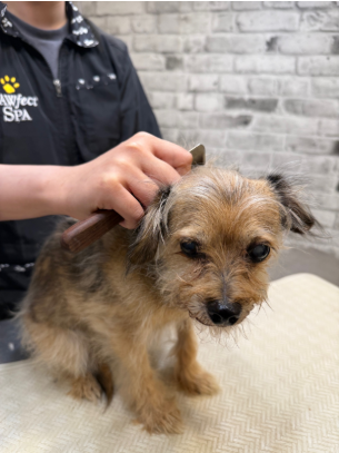 dog grommers Toronto