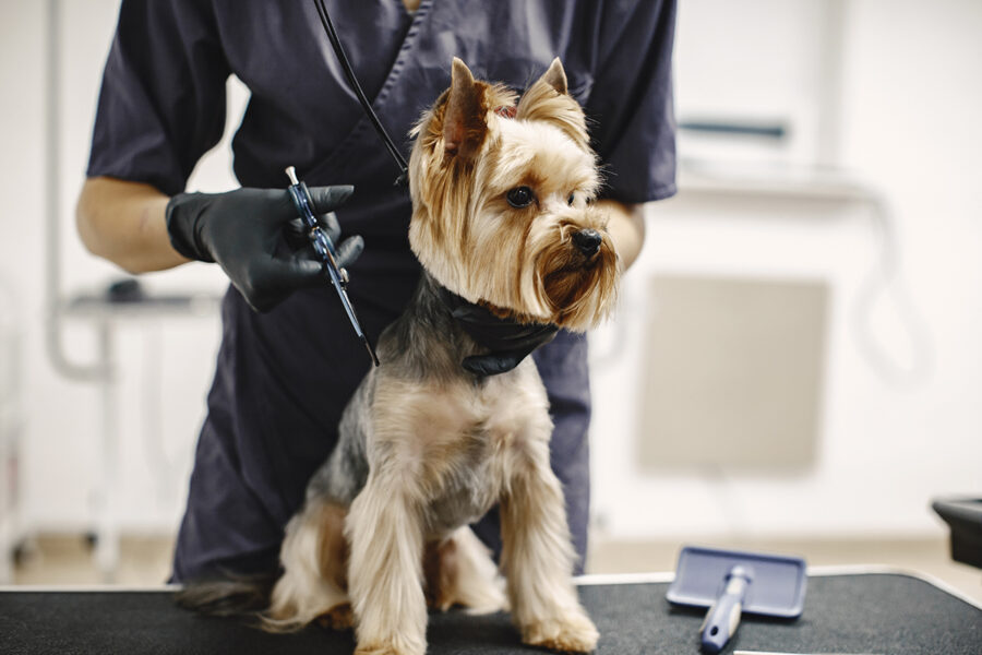 Dog Groomer Toronto