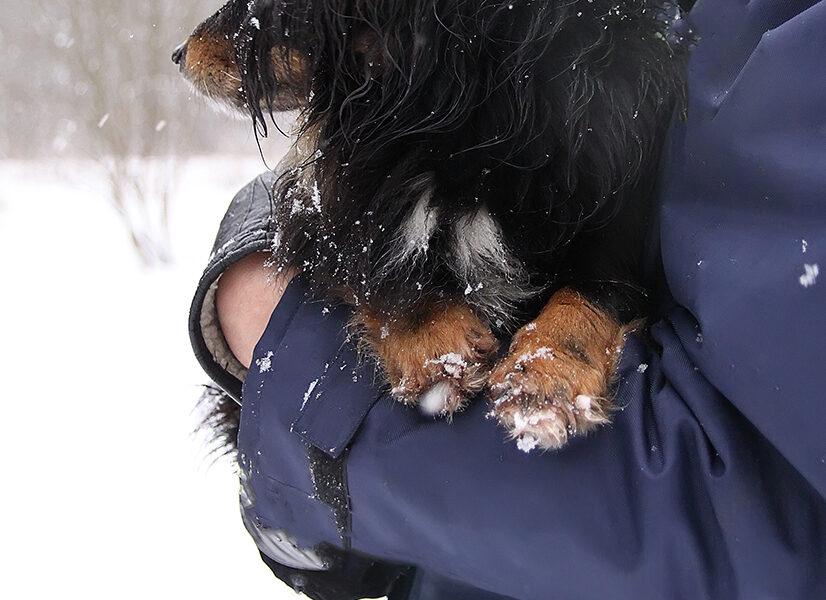 Dog Grooming Toronto