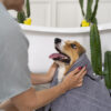 dog grooming