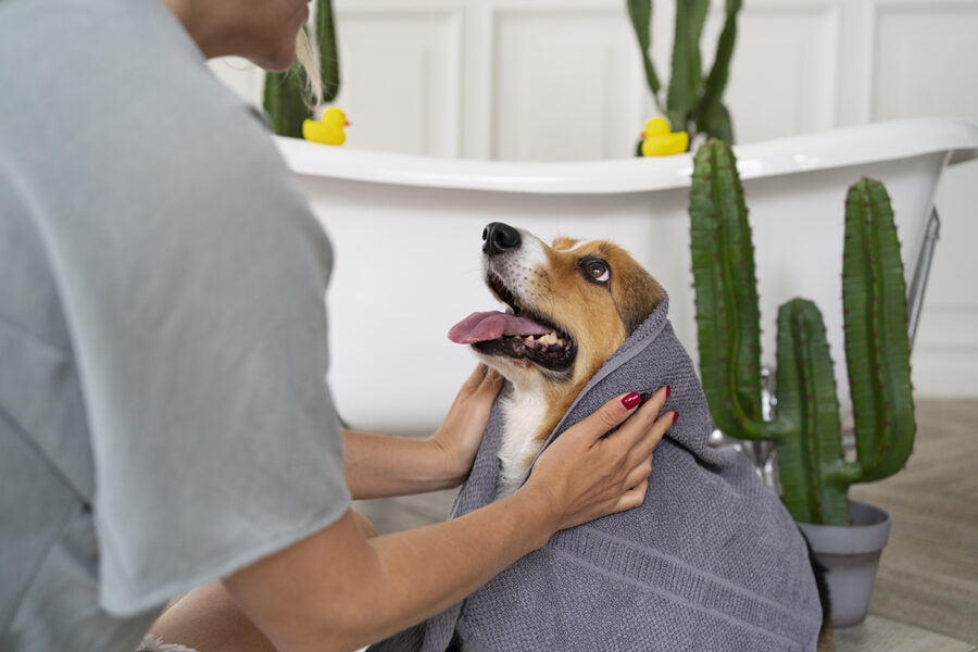 dog grooming